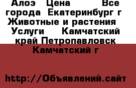 Алоэ › Цена ­ 150 - Все города, Екатеринбург г. Животные и растения » Услуги   . Камчатский край,Петропавловск-Камчатский г.